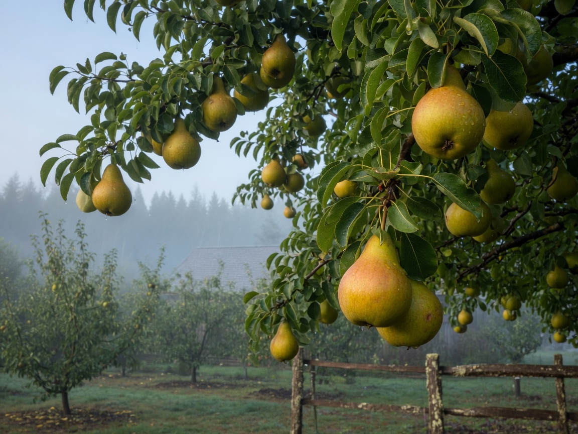 Pear tree with fruit